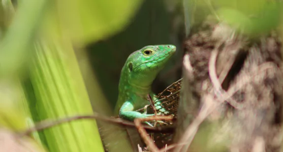 Cnemidophorus lemniscatus. 1